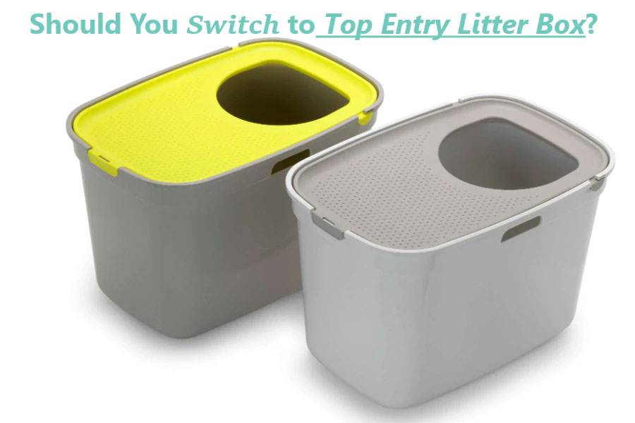 Pros And Cons of Top Entry Litter Box